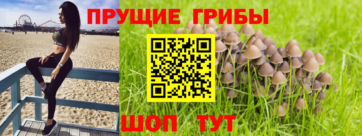 Елабуга  Псилоцибиновые грибы Psilocybine cubensis  Вход с VPN 